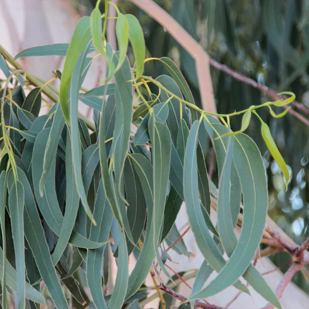 Aromatics International Eucalyptus Hydrosol 100ml | Natural Aromatic Spray for Daily Use