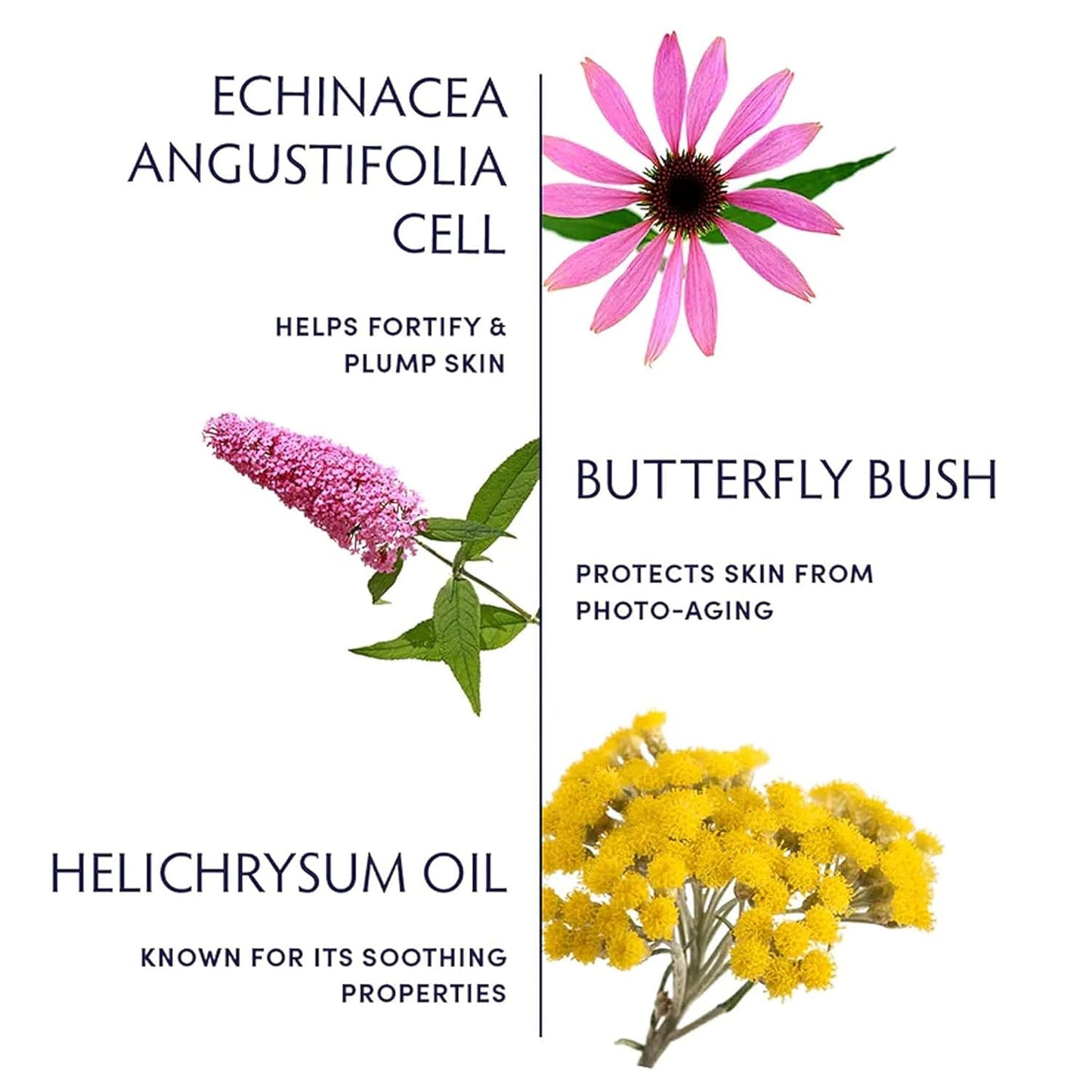 Naturopathica Plant Stem Cell Booster Serum, Daily Anti-Aging Face Serum to Smooth Fine Lines, Firming Facial Serum Helps Plump & Protect Skin, 1.18 fl oz