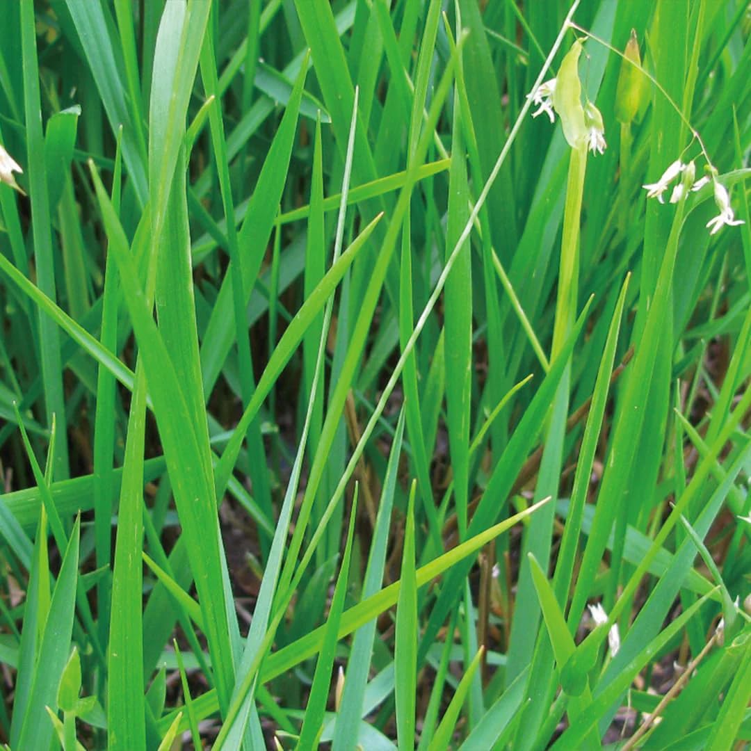 Aromatics International Sweet Grass Hydrosol 100ml | Fresh Aromatic Spray for Home Spaces