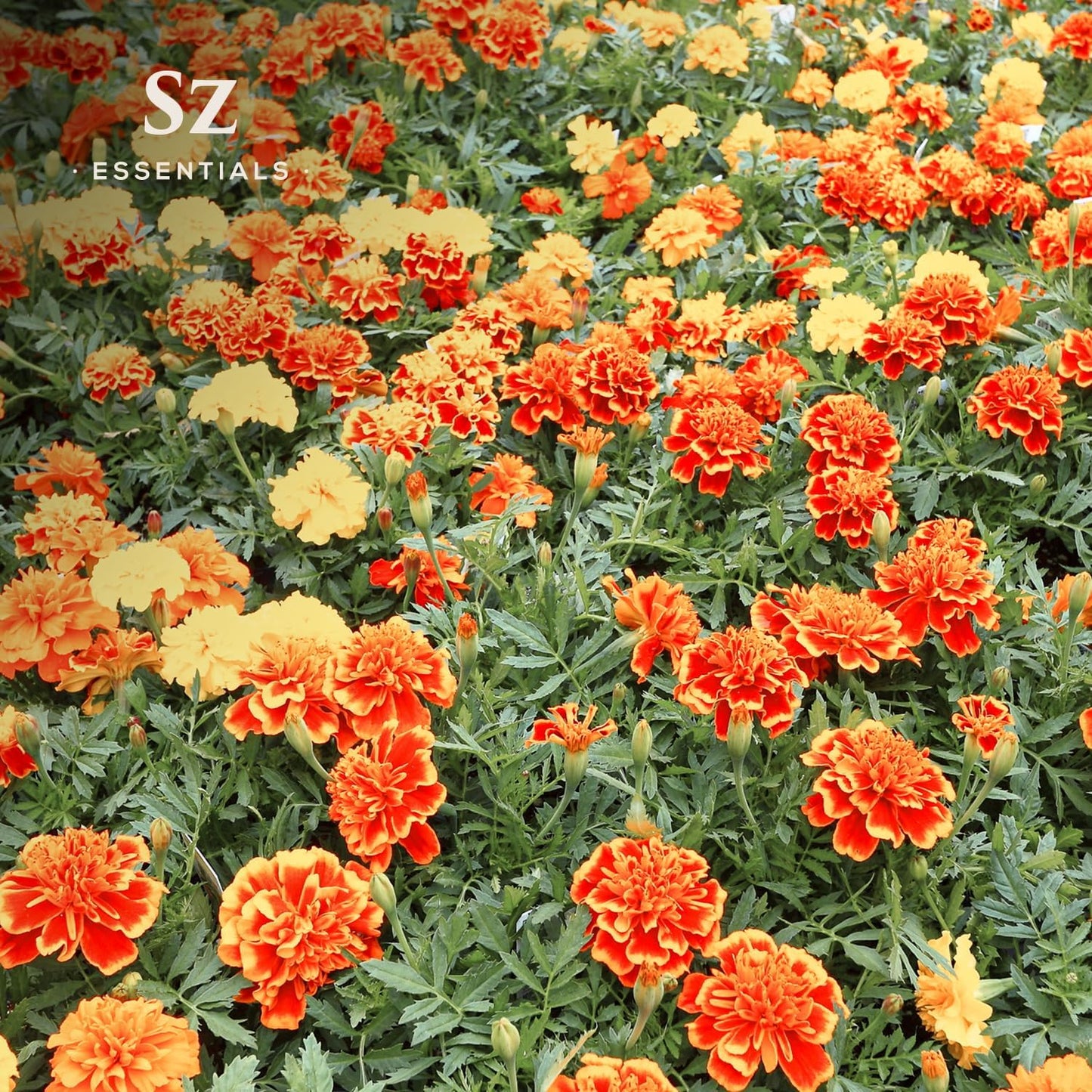 Marigold Essential Oil - aka. Calendula Officinalis - 100% Pure and Undiluted - Unlock The Precious Aroma of Real Marigold - Therapeutic Grade & Versatile Usage - 0.17oz